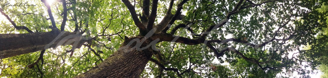 Clamor dos Carballos