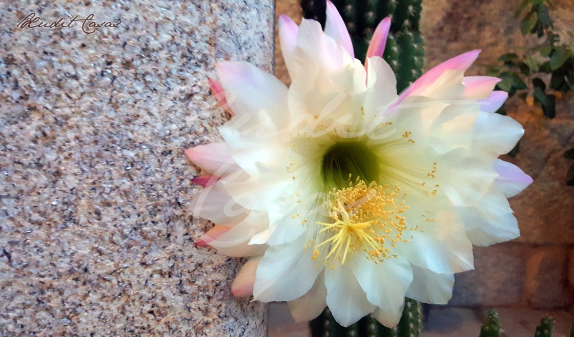 Echinopsis Eyriesii_Xudit Casas