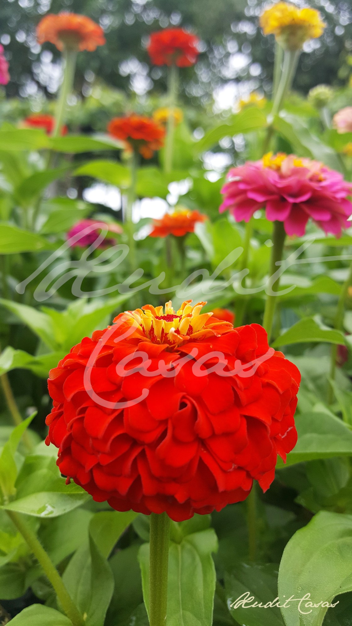 Dalia Roja_Xudit Casas